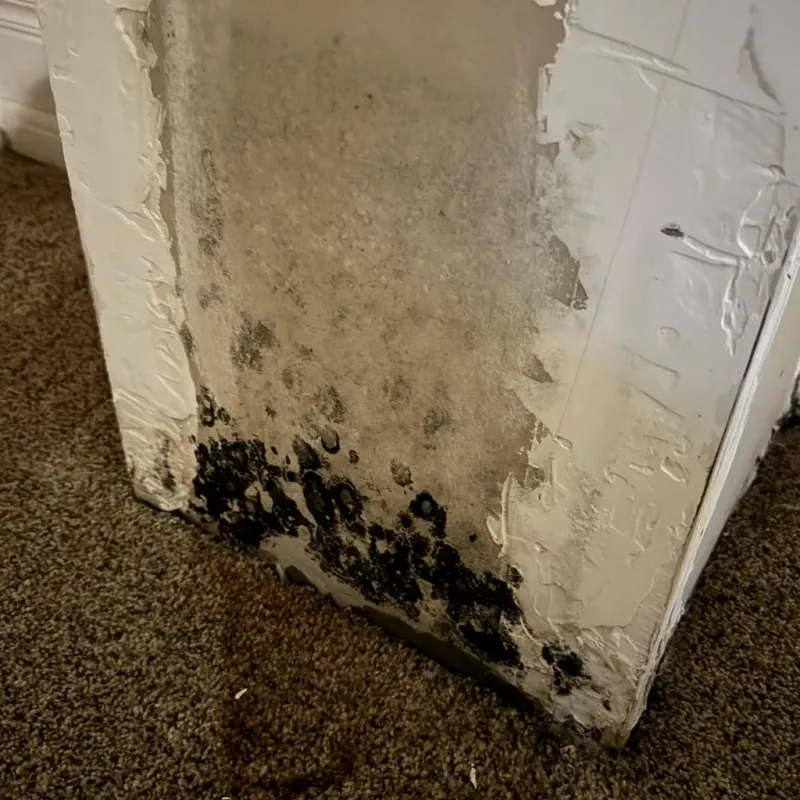 Professional Mold Removal in South Hutchinson, KS